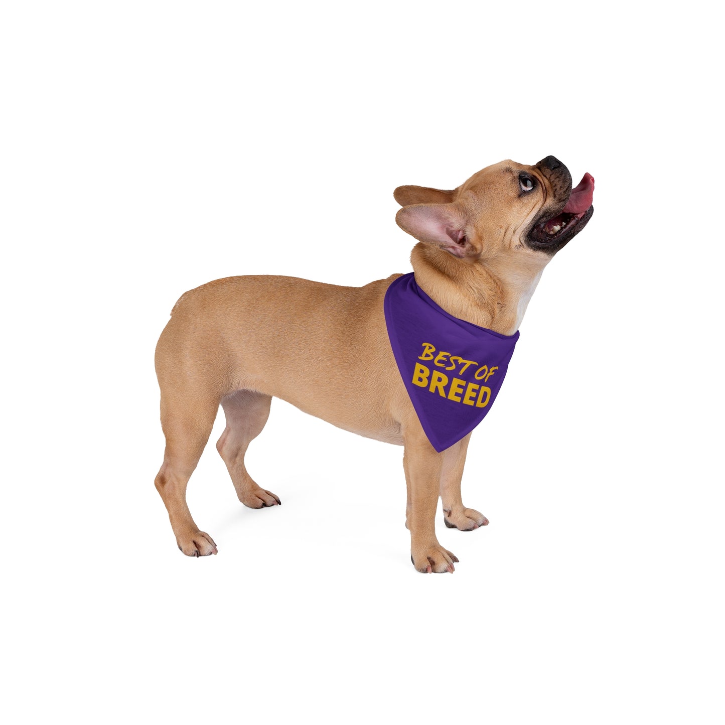 Dog Show Pet Bandana "BEST OF BREED"