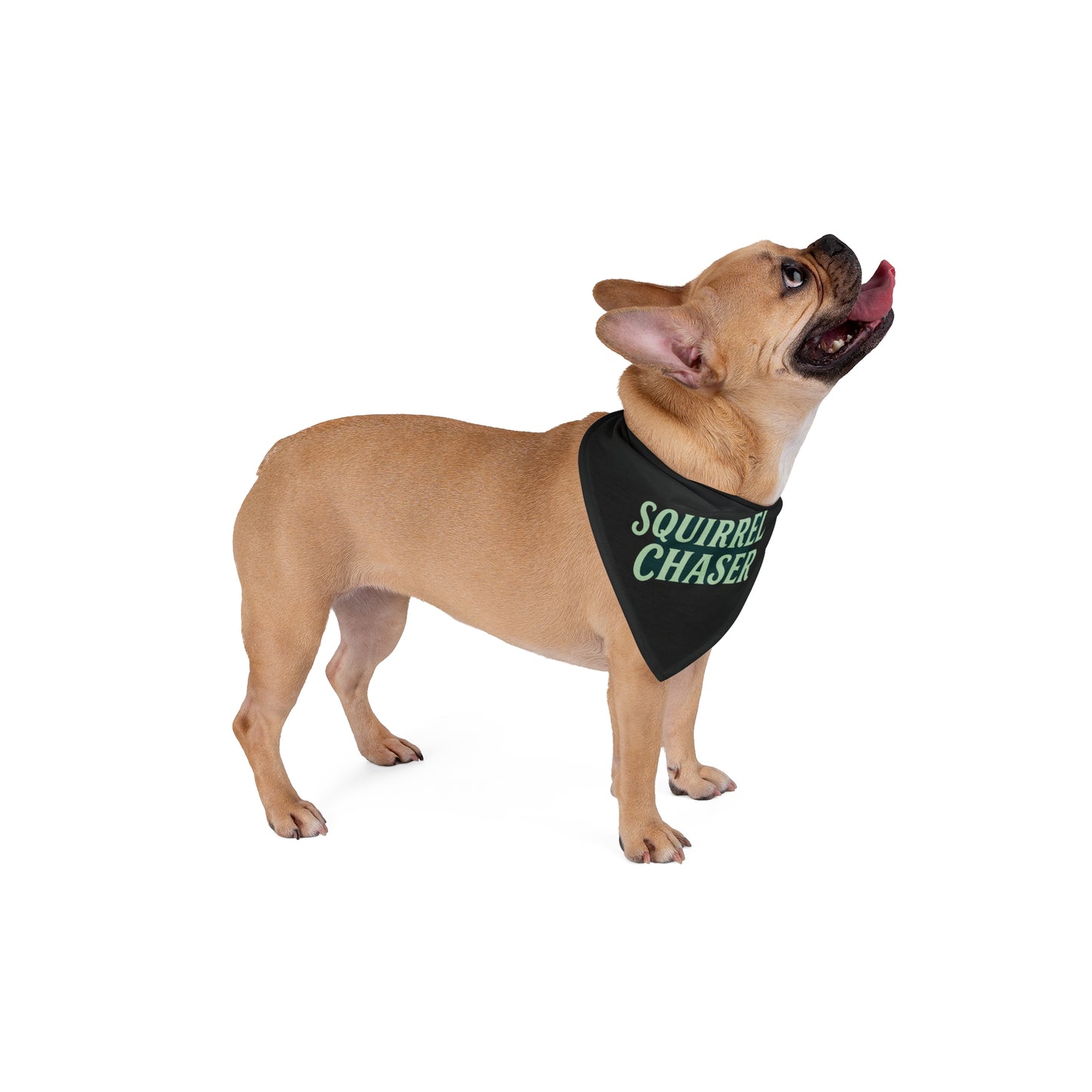 Squirrel Chaser Pet Bandana - Fun Accessory for Playful Pets